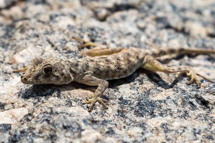 Common Namib Day Gecko (Rhoptropus afer), Gobabeb, Namib Desert