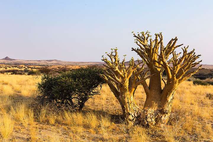 Butter tree or Cobas tree (Cyphostemma currorii) near Spitzkoppe, Erongo region