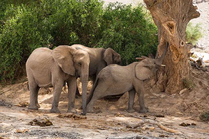 Desert Elephants (Loxodonta africana), Hoanib riverbed, Damaraland