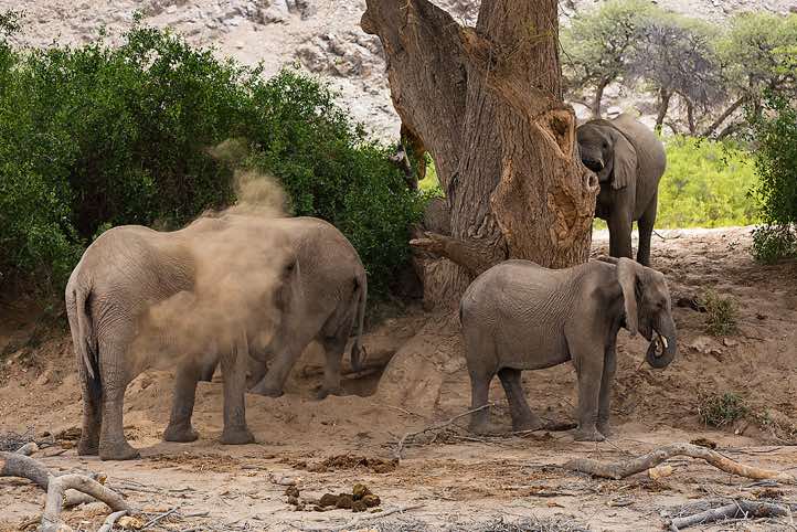Desert Elephants (Loxodonta africana), Hoanib riverbed, Damaraland