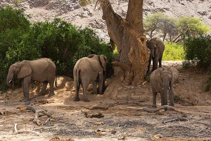 Desert Elephants (Loxodonta africana), Hoanib riverbed, Damaraland