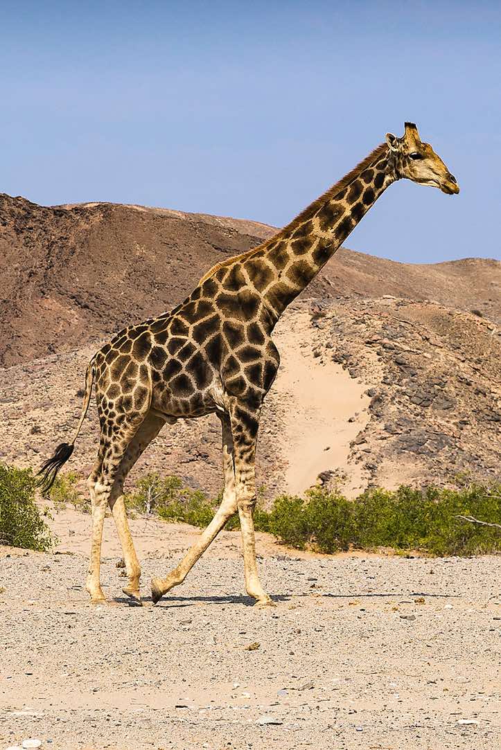 Angolan Giraffe (Giraffa giraffa angolensis), Hoanib riverbed, Damaraland