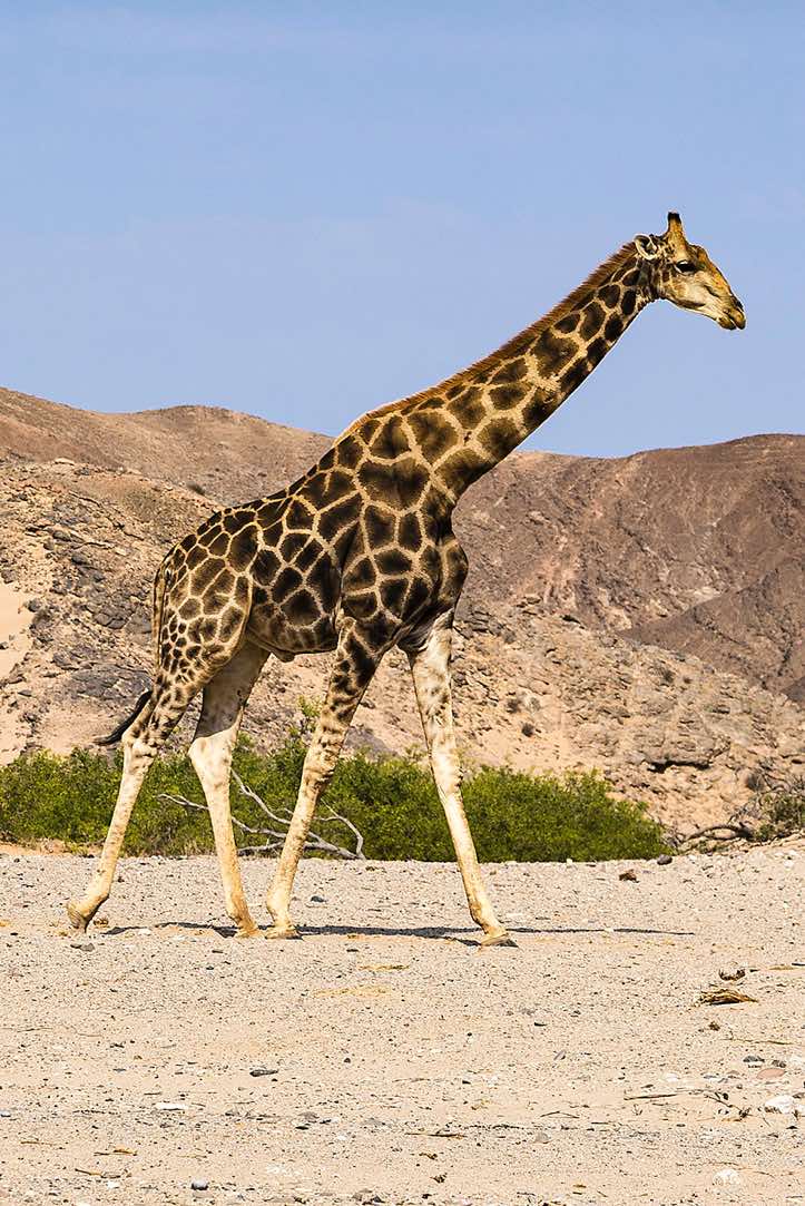 Angolan Giraffe (Giraffa giraffa angolensis), Hoanib riverbed, Damaraland