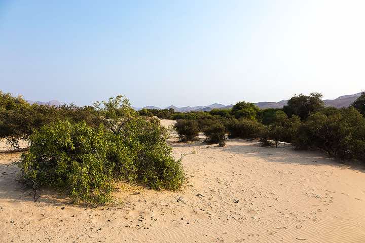 Vegetation, Purros Community Campsite, Hoarusib River, Kaokoland