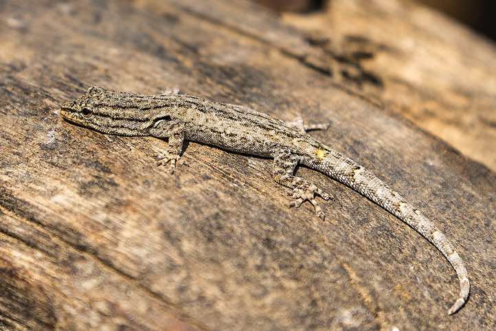 Reptile, Purros Community Campsite, Hoarusib River, Kaokoland