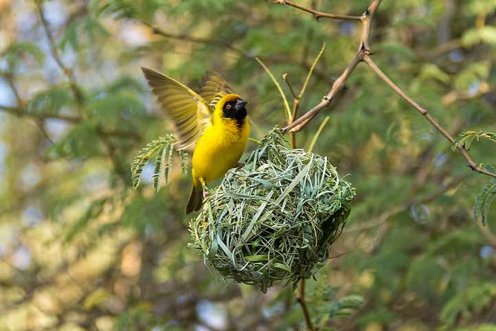 Male Masked Weaver (Ploceus velatus) on nest, Sesfontein
