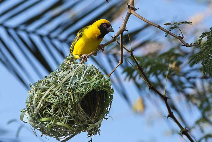 Male Masked Weaver (Ploceus velatus) on nest, Sesfontein