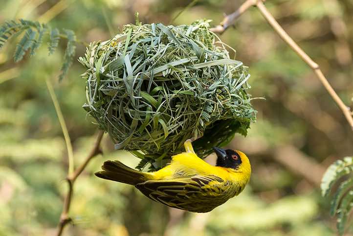 Male Masked Weaver (Ploceus velatus) working on nest, Sesfontein