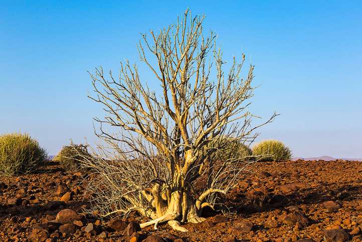 Vegetation, Palmwag, Kunene Region, Damaraland