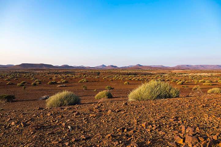 Dry open landscape with Damara Milk-bush or Melkbos (Euphorbia damarana) and hills at sunset, Palmwag, Kunene Region, Damaraland