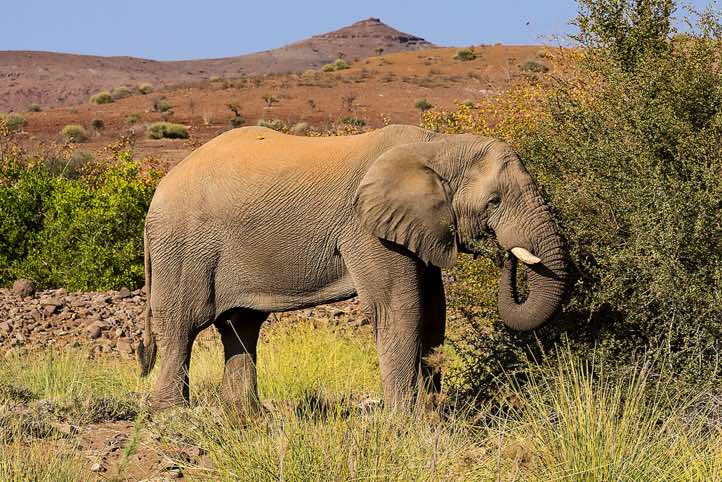 Elephant (Loxodonta africana), Palmwag oasis, Kunene Region, Damaraland