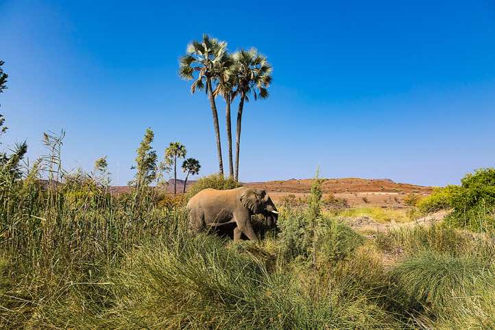 Elephant (Loxodonta africana), Palmwag oasis, Kunene Region, Damaraland