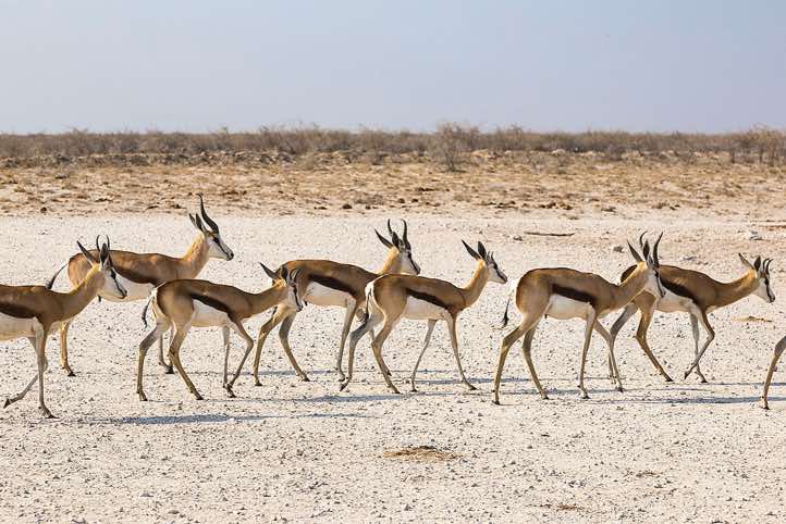 Springbok (Antidorcas marsupialis), Etosha National Park