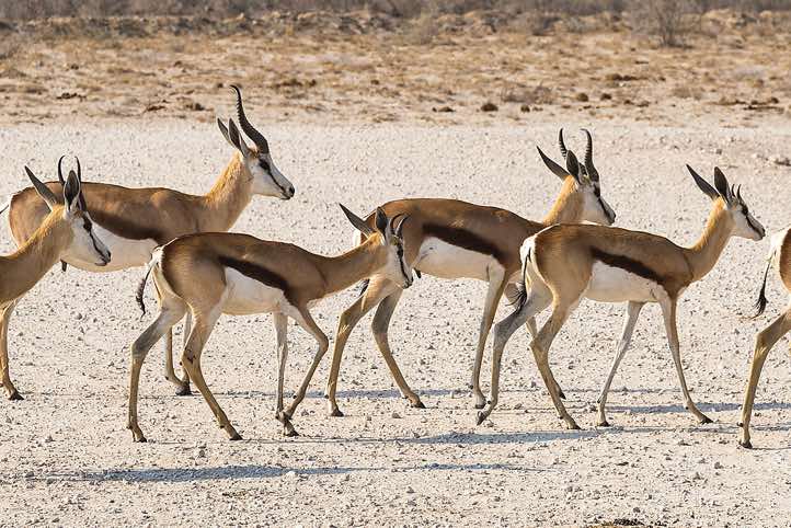 Springbok (Antidorcas marsupialis), Etosha National Park