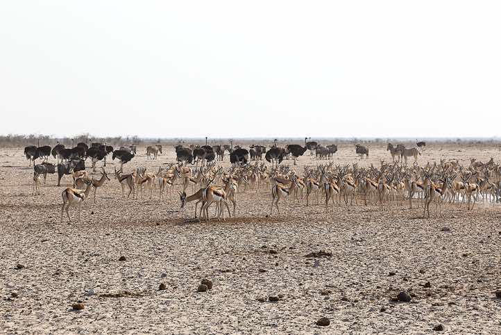 Springbok (Antidorcas marsupialis) at waterhole, Etosha National Park