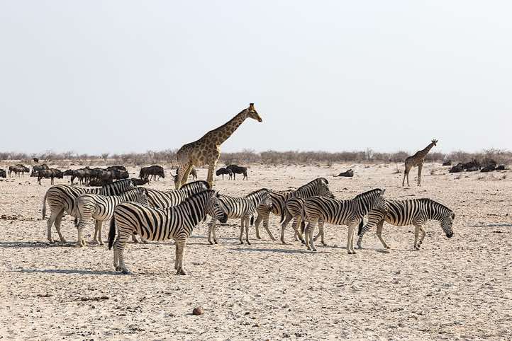 Burchell's Zebras (Equus quagga burchellii), and Giraffes at waterhole, Etosha National Park