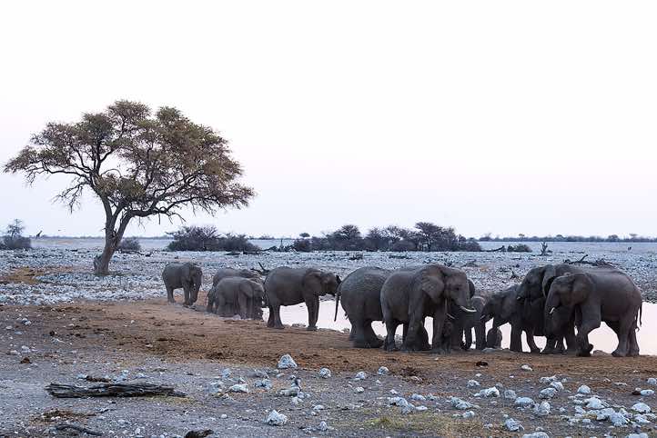 Elephants (Loxodonta africana), Okaukuejo waterhole, Etosha National Park