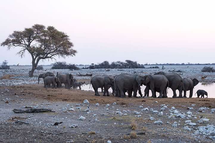 Elephants (Loxodonta africana), Okaukuejo waterhole, Etosha National Park