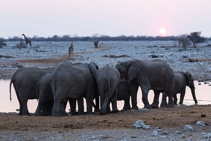Elephants (Loxodonta africana), Okaukuejo waterhole, Etosha National Park