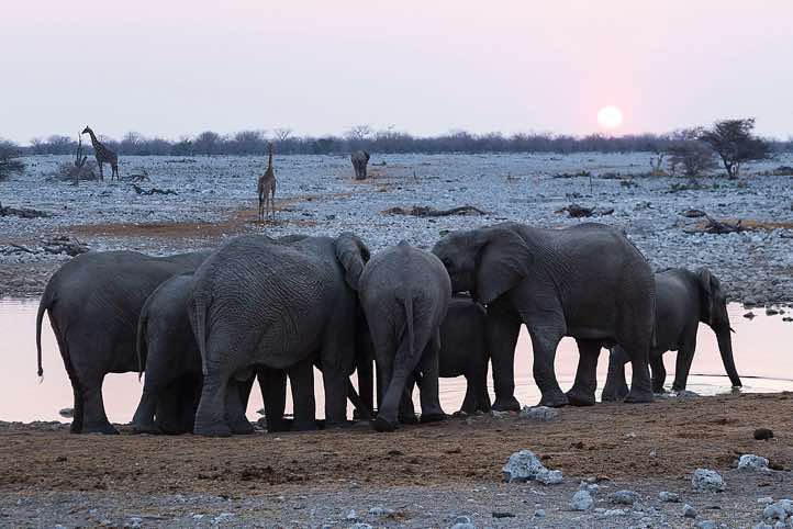 Elephants (Loxodonta africana), Okaukuejo waterhole, Etosha National Park