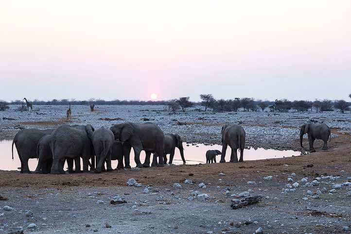 Elephants (Loxodonta africana), Okaukuejo waterhole, Etosha National Park