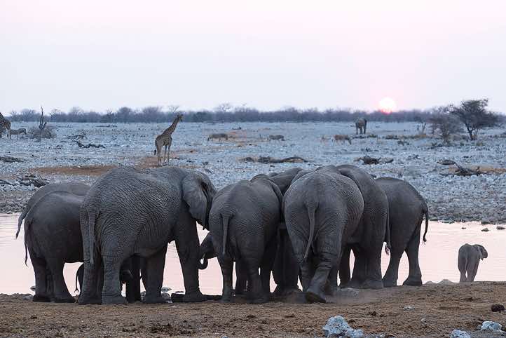 Elephants (Loxodonta africana), Okaukuejo waterhole, Etosha National Park
