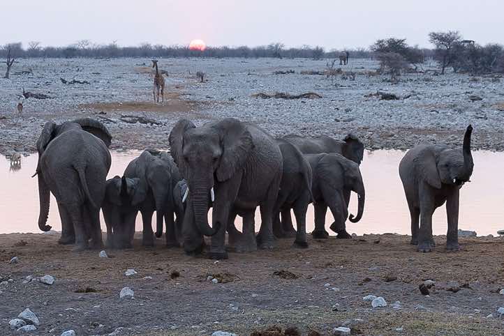 Elephants (Loxodonta africana), Okaukuejo waterhole, Etosha National Park
