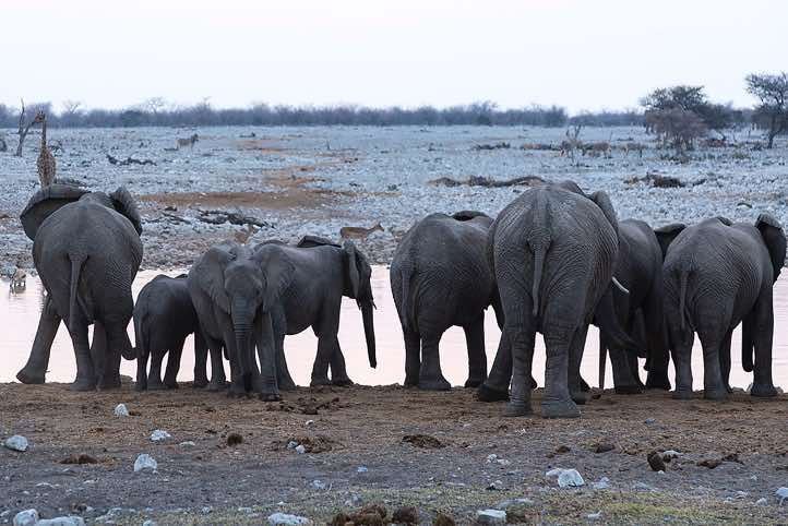 Elephants (Loxodonta africana), Okaukuejo waterhole, Etosha National Park