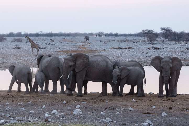 Elephants (Loxodonta africana), Okaukuejo waterhole, Etosha National Park