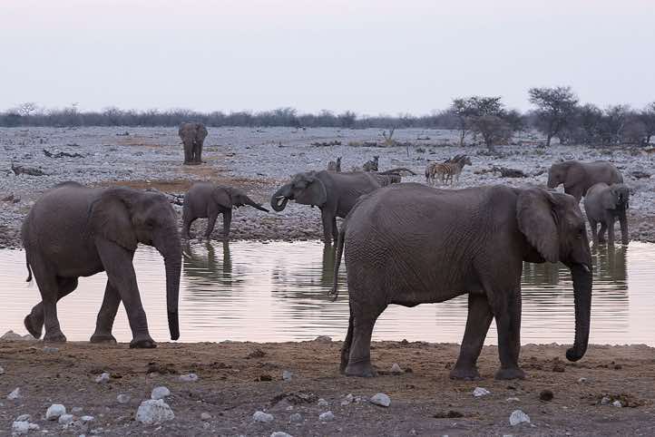 Elephants (Loxodonta africana), Okaukuejo waterhole, Etosha National Park