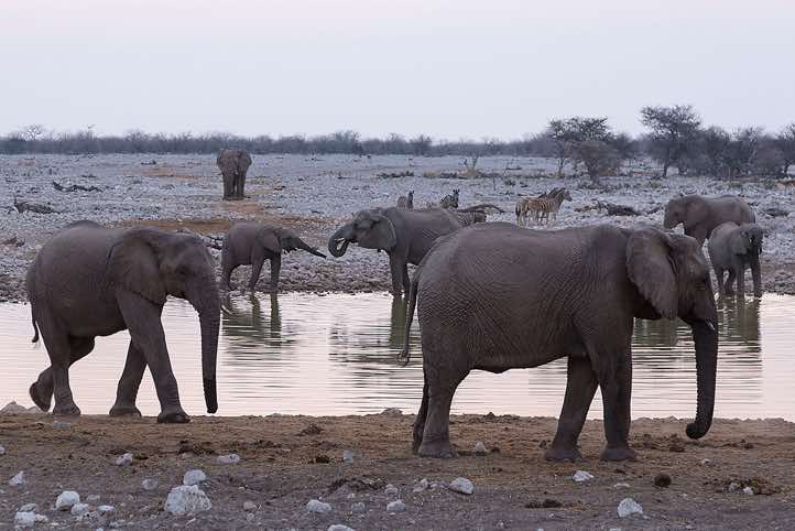 Elephants (Loxodonta africana), Okaukuejo waterhole, Etosha National Park