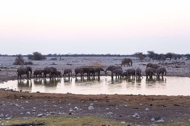Elephants (Loxodonta africana), Okaukuejo waterhole, Etosha National Park