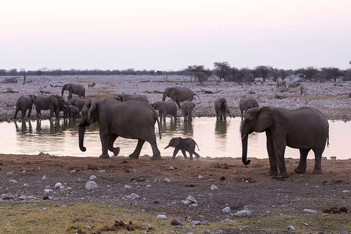 Elephants (Loxodonta africana), Okaukuejo waterhole, Etosha National Park