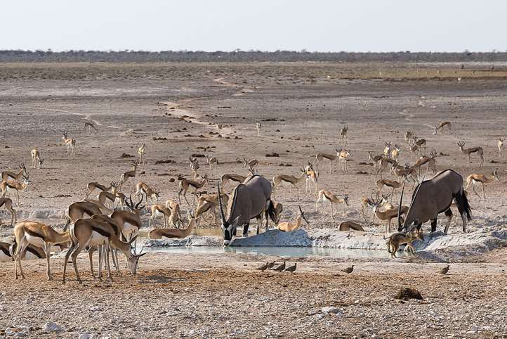Springbok (Antidorcas marsupialis) and Gemsbok (Oryx gazella) at waterhoele, Etosha National Park