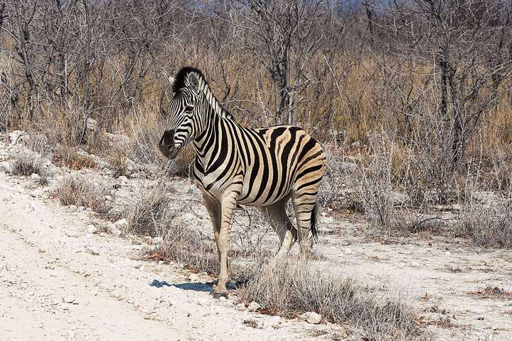 Burchell's Zebra (Equus quagga burchellii), Etosha National Park