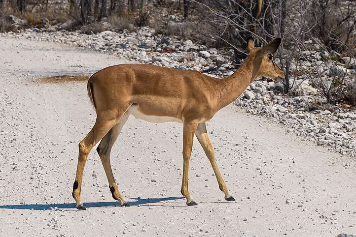 Black-faced Impala (Aepyceros melampus petersi), Etosha National Park