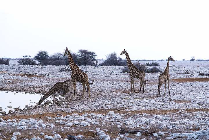 Herd of Angolan Giraffes (Giraffa giraffa angolensis) at Okaukuejo waterhole, Etosha National Park