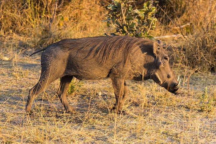Common Warthog (Phacochoerus africanus), Mudumu National Park, Caprivi Strip