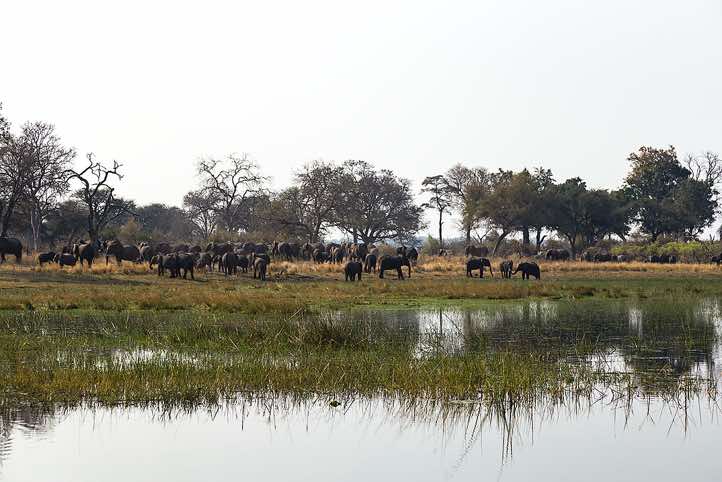 Herd of Elephants (Loxodonta africana), Mudumu National Park, Caprivi Strip