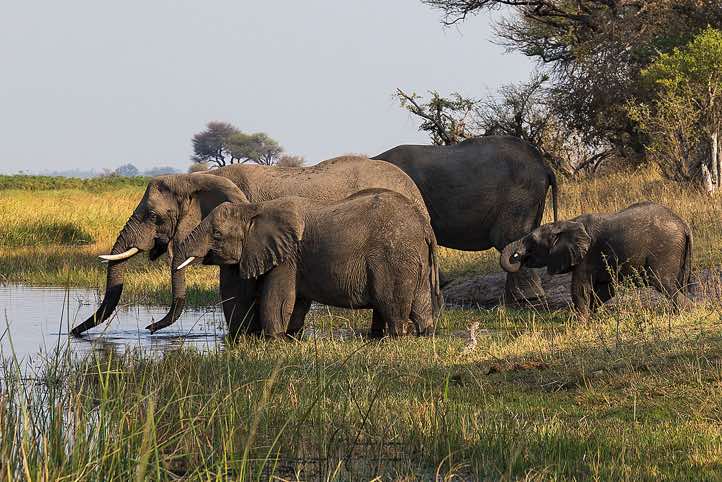 Elephants (Loxodonta africana), Mudumu National Park, Caprivi Strip