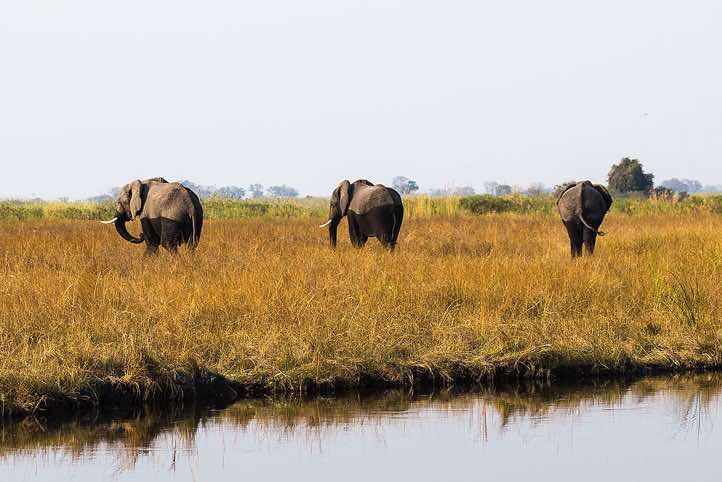 Elephants (Loxodonta africana), Mudumu National Park, Caprivi Strip