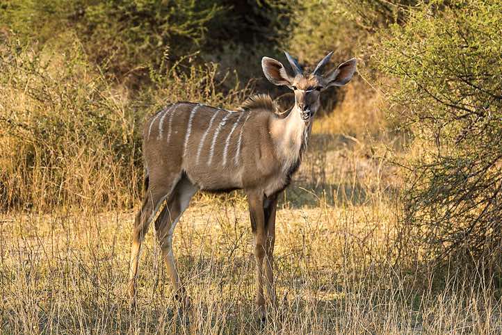 Juvenile male Greater Kudu (Tragelaphus strepsiceros), Mudumu National Park, Caprivi Strip