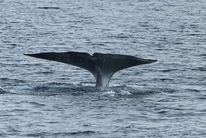 Bowhead whale (Balaena mysticetus) shows its tail fin (fluke) before diving