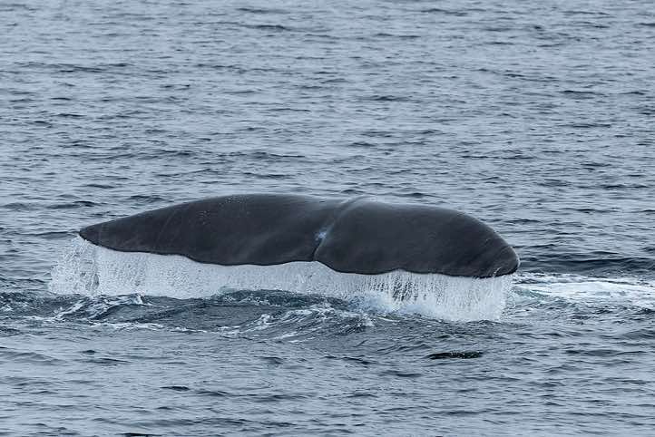 Bowhead whale (Balaena mysticetus) shows its tail fin (fluke) before diving