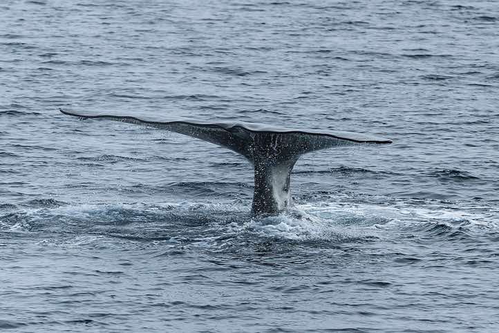 Bowhead whale (Balaena mysticetus) shows its tail fin (fluke) before diving