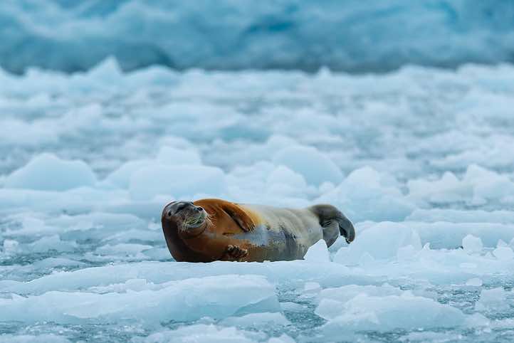 Bearded seal (Erignathus barbatus), Lilliehöök Glacier, Krossfjorden