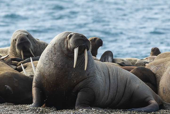 Male Atlantic walrus (Odobenus rosmarus), Torellneset