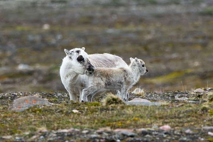 Svalbard reindeer (Rangifer tarandus platyrhynchus), Faksevågen, Lomfjorden