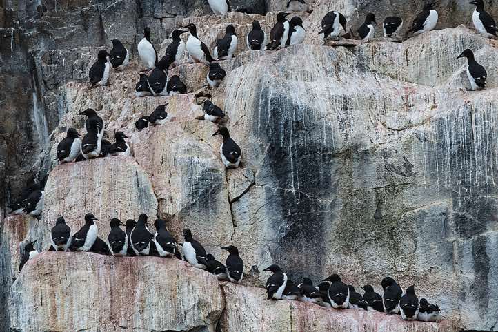 Brünnich's guillemots (Uria lomvia) breeding on narrow rocky ledges, bird cliffs of Alkefjellet, Hinlopen Strait