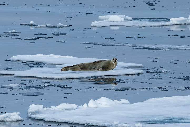 Harp seal (Pagophilus groenlandicus) resting on sea ice